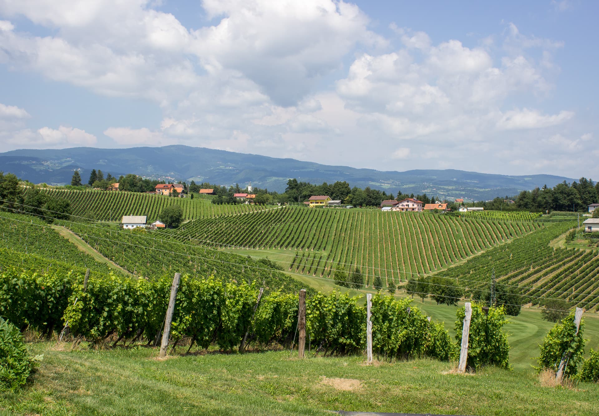 Vinogradi na Zlatem griču nad Konjicami